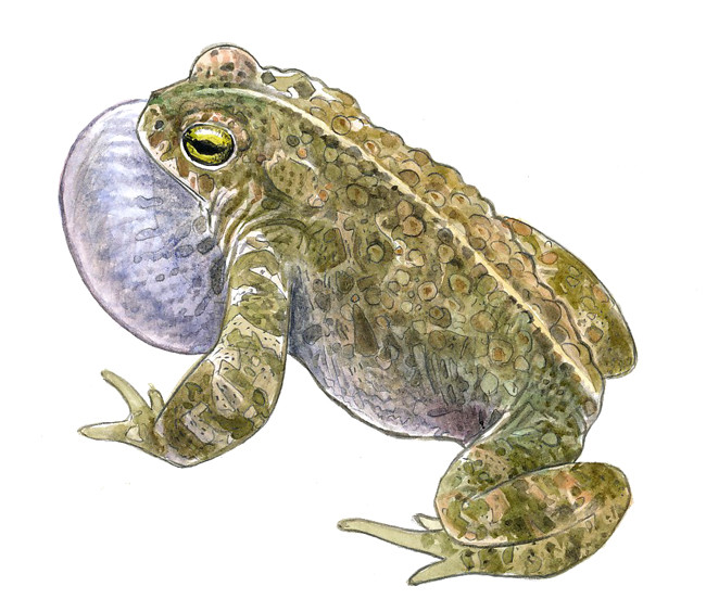 Crapaud calamite (CG 22)
