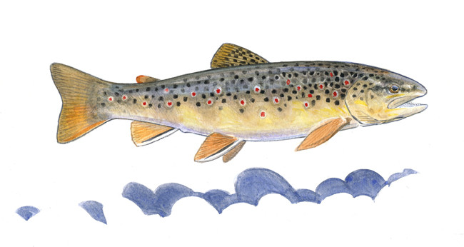 Truite fario (CREN Midi-Pyrénées)