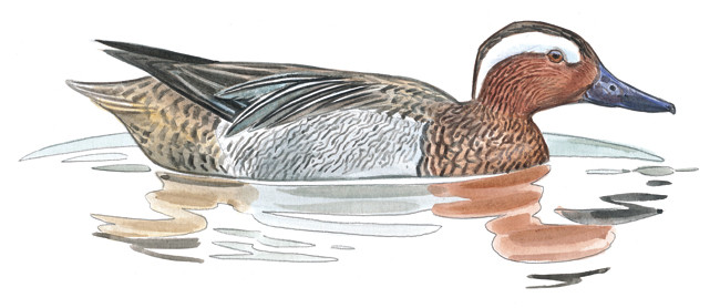 Sarcelle d'été (Terre sauvage)