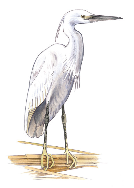 Aigrette garzette (Conservatoire du Littoral)