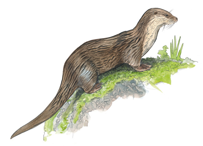 Loutre