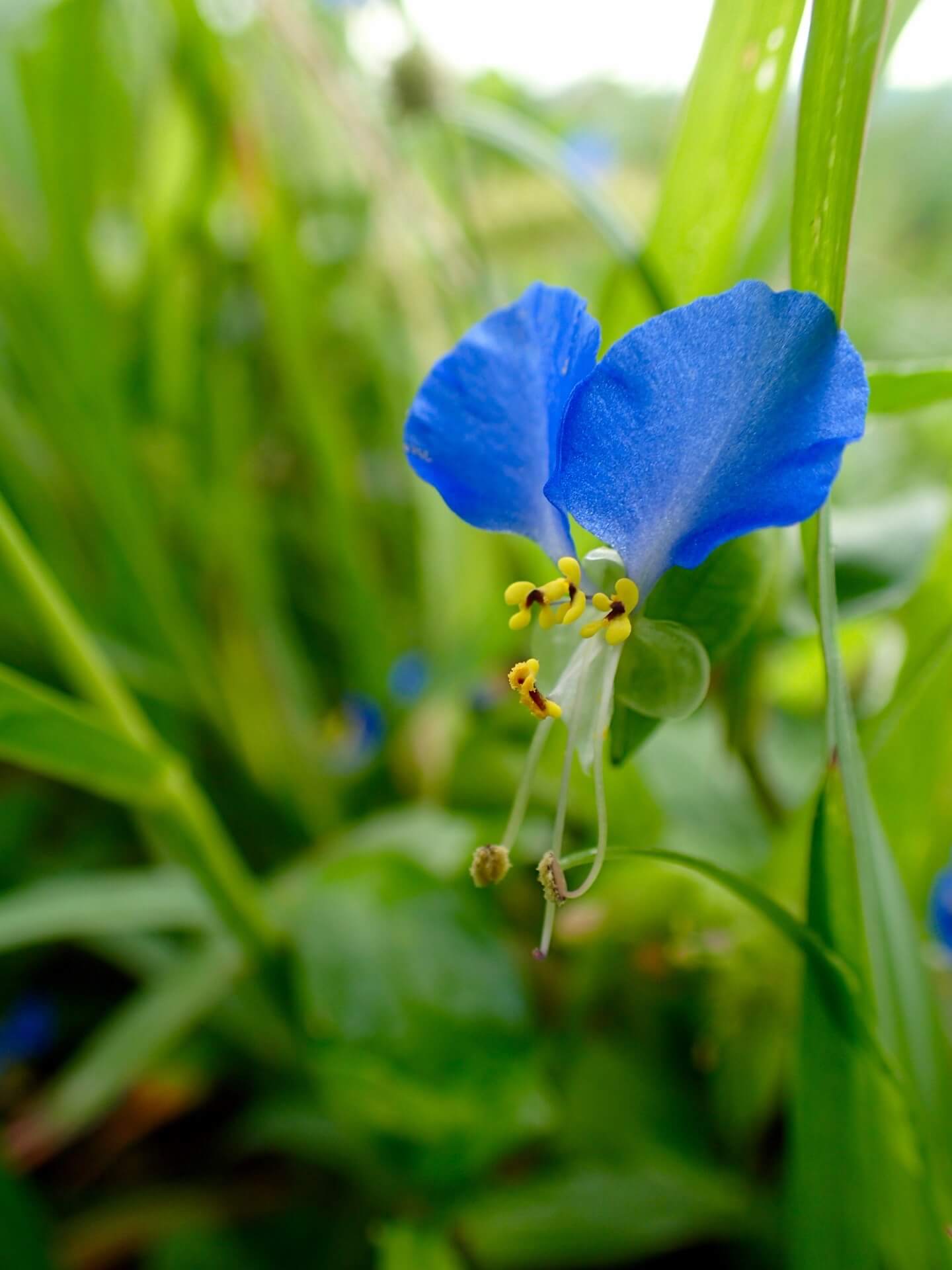 季節を彩る旬の花 No 006 ツユクサ Snail Vision Nature Healing Trip