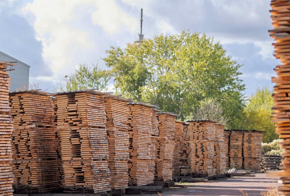 Eichenholz aus eigenem Sägewerk – hochwertige Eichenstämme aus nachhaltiger deutscher Forstwirtschaft