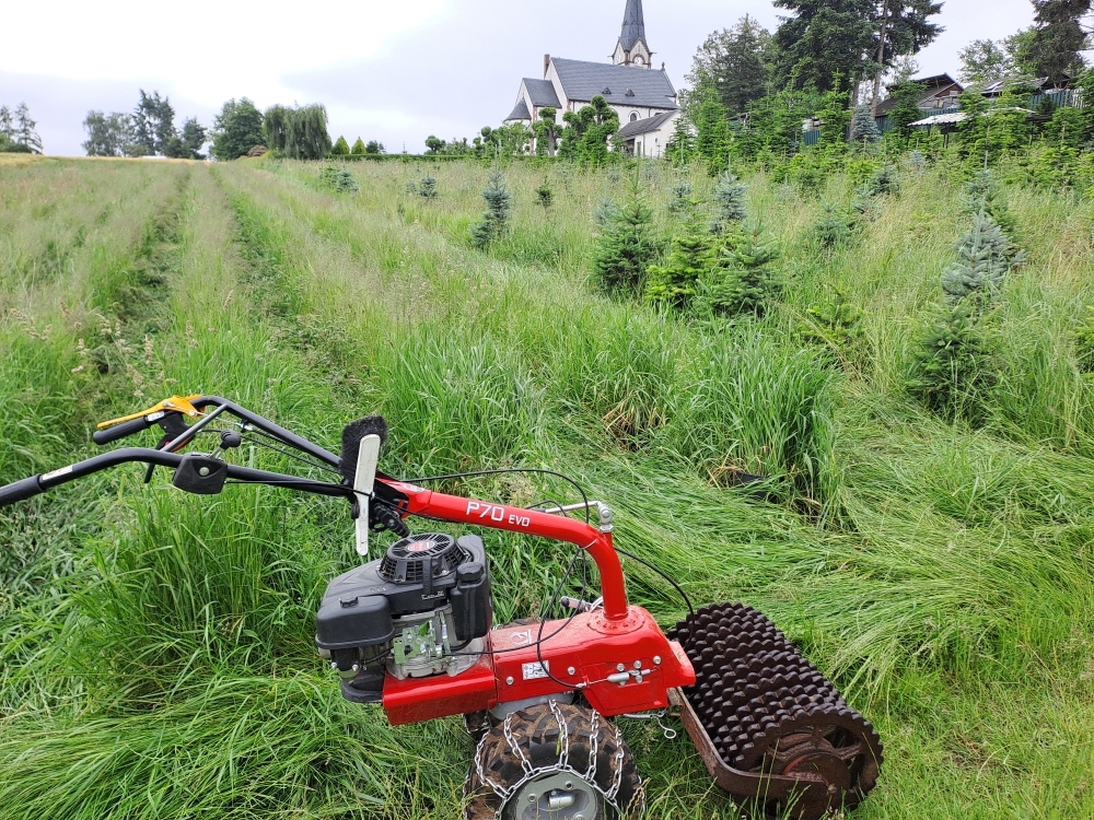 Zwischenfrucht umbrechen