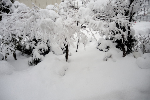 雪景色の我が家の庭。さて、この中に野うさぎちゃんがいます。どこにいるか分かりますか？