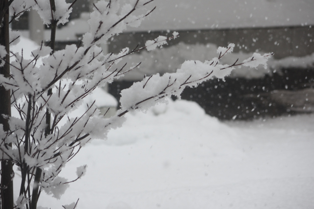 今朝は、明け方に降った雪がヤマボウシの枝に積もっていた。今日の雪は湿っぽいボタン雪。