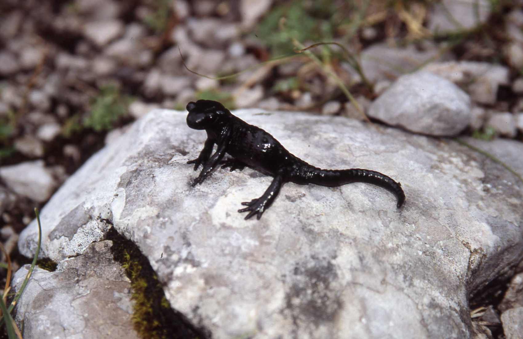 La Salamandre Noire