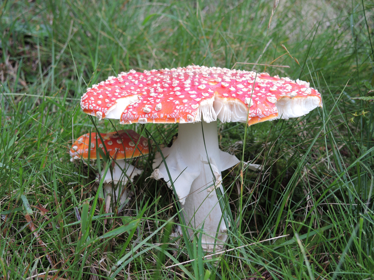 Fliegenpilz