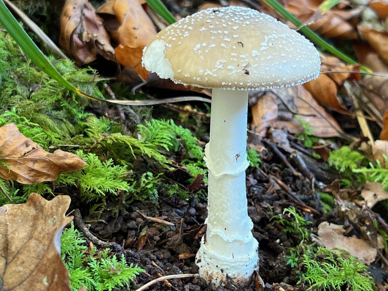 Pantherpilz / Amanita pantherina