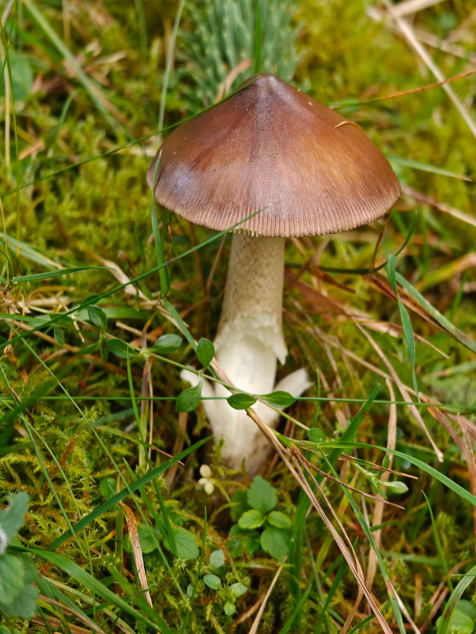 Pilze schützen