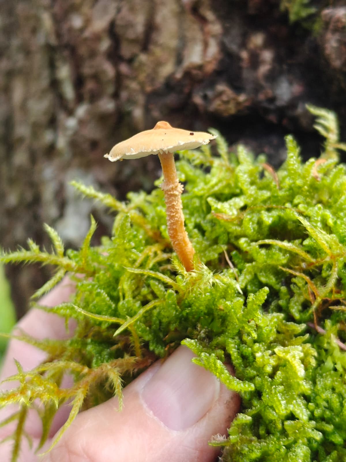 Pilze bestimmen