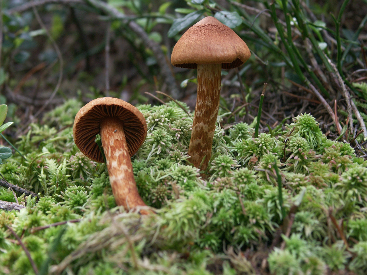 Spitzgebuckelter Raukopf / Cortinarius rubellus