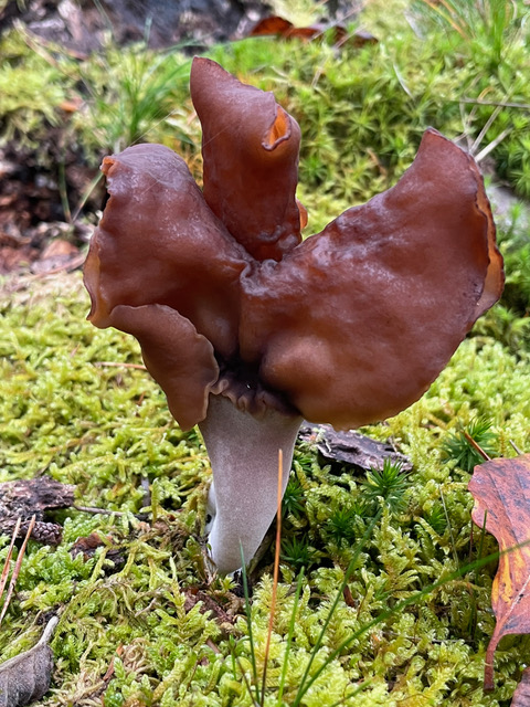 Pilzkunde fördern