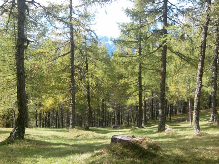 Auf der Eulenwiese Ende September I