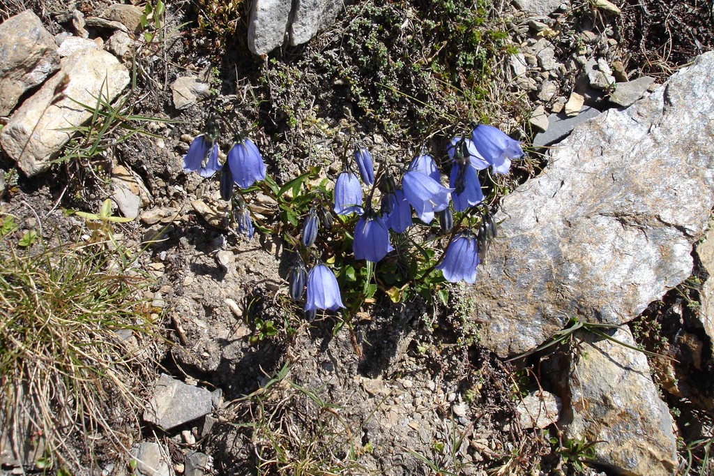 glockenblumen