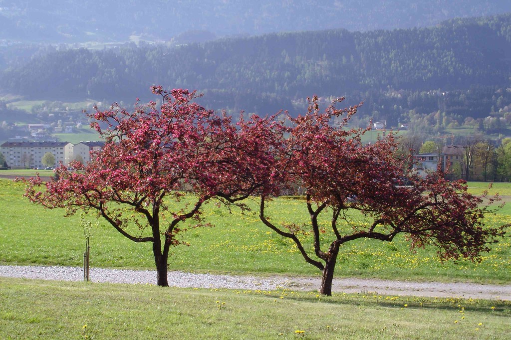 Zieräpfelbaum im Mai