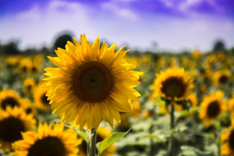 sonnenblumenmeer bei st. pochair