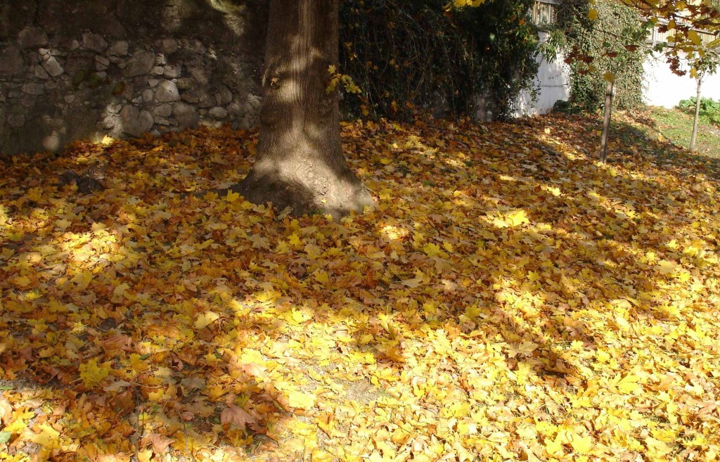 Baum-Laub-Schatten