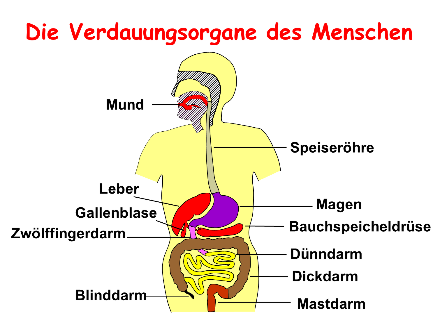Weg Der Nahrung Unser Stoffwechsel Fit Durch Dein Leben Gesunde Ernahrung Bewegung Gesund Essen