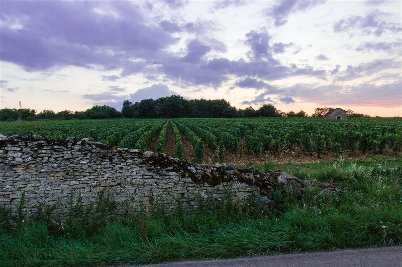 weinberge