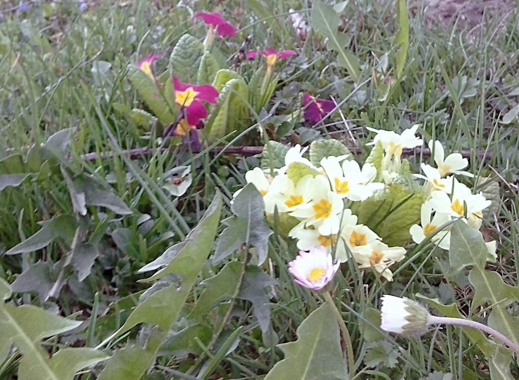 Wiesenblumen