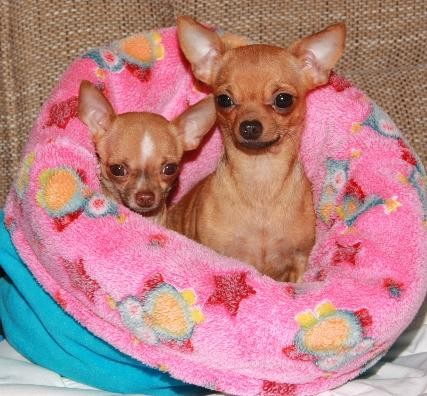 Platz ist auch in der kleinsten Hütte ♥ Geschwisterwelpen von chihuahuas-von-ahualulco.de