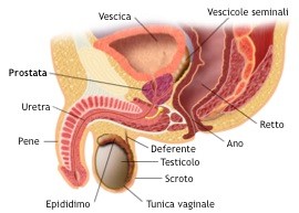 La prostata: situazione anatomica