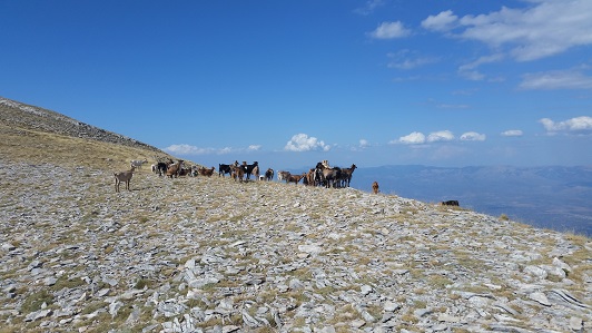Auf 2200m ein halbwilde Ziegenherde