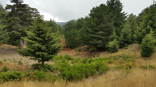 Der Bergwald am Beginn des Wanderweges zum Gipfel