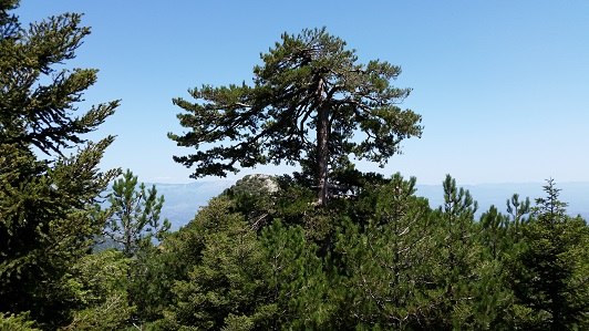 Bergwald am Profiti Elias