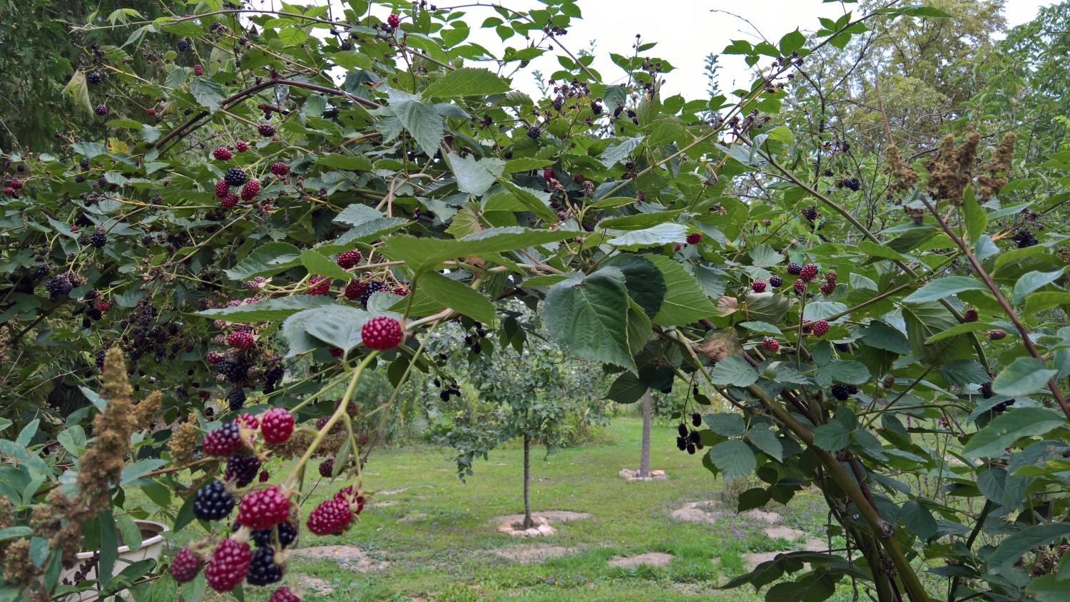 Brombeeren im Überfluss