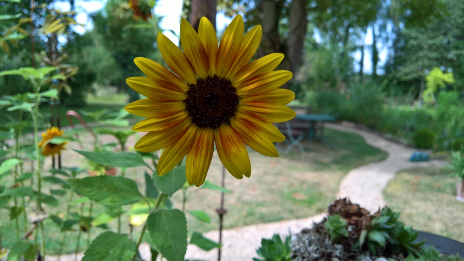 Eine der ganz kleinen süssen Sonnenblumen