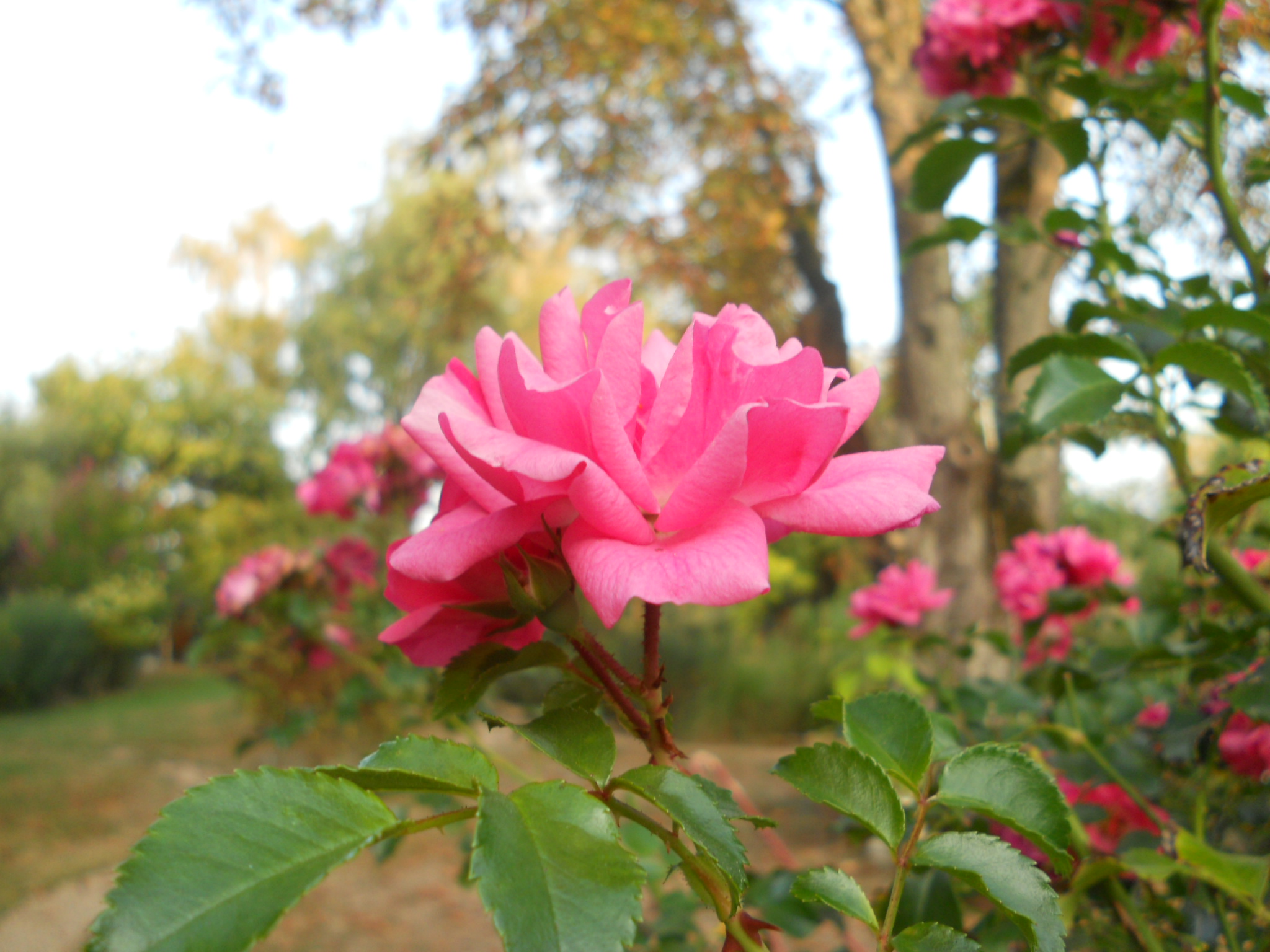 Das Rosen-Hochstämmchen blüht das ganze Jahr über