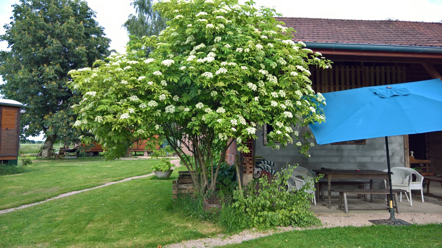 Der Holunderbaum am Hauseck