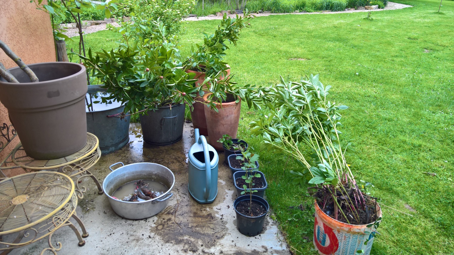 Wir haben mehre Stöcke Pfingstrosen in einem verlassenen Garten gefunden - und buddeln sie bei uns ein