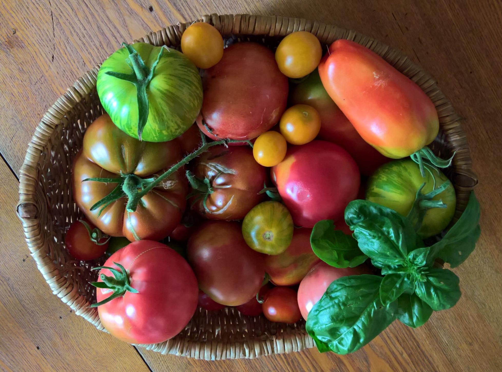 Reiche und bunte Tomatenernte