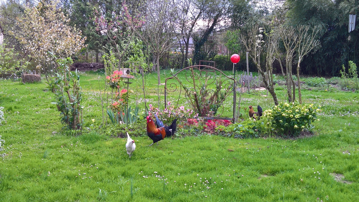 Die Hühner geniessen die neue Freiheit im Garten