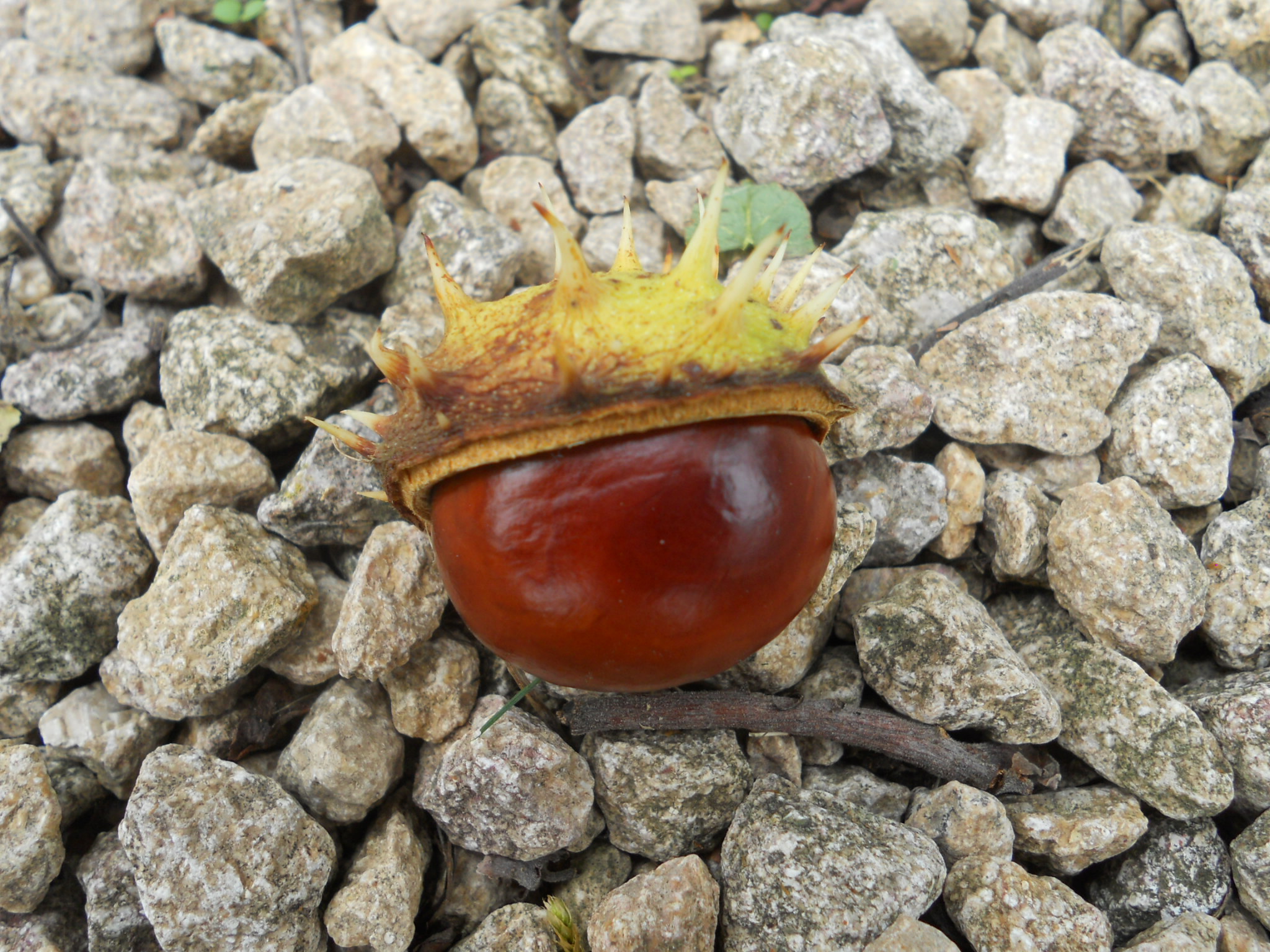 Die Kastanien fallen vom Baum