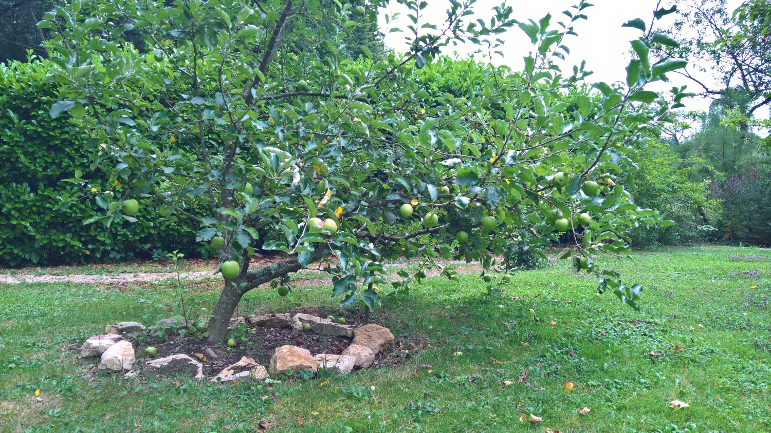 Der Apfelbaum trägt schön