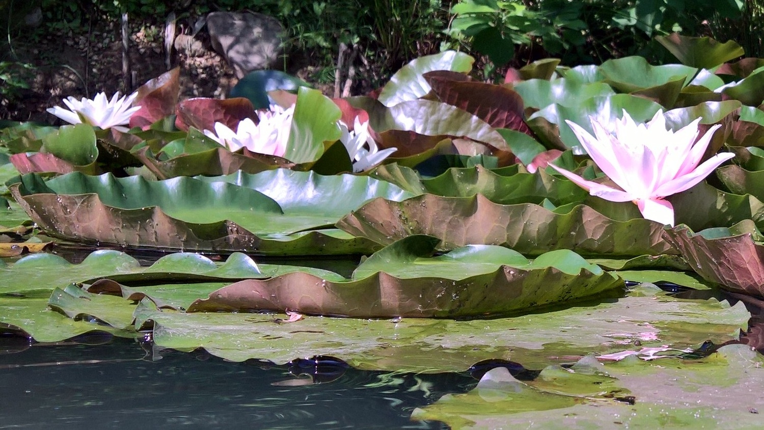 Seerosen aus dem Wasser fotografiert