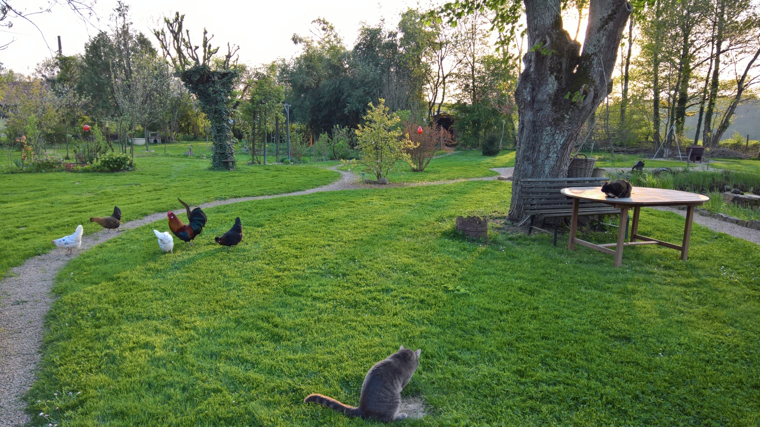 Die Katzen müssen sich erst daran gewöhnen, dass sie ihr Terrain mit den Hühner teilen müssen