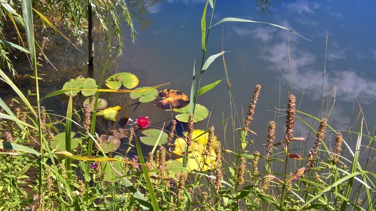 Die rote Seerose hat die Umsiedlung gut angenommen