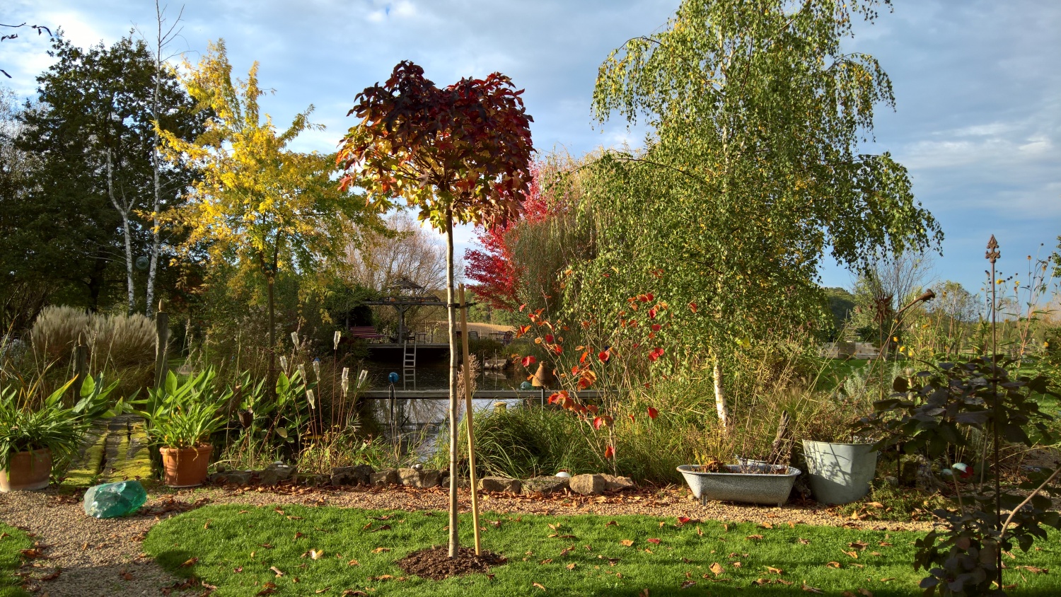 Eine Kugelamber verziert nun mit ihrem herrlichen Herbstlaub den Platz vor dem Teich