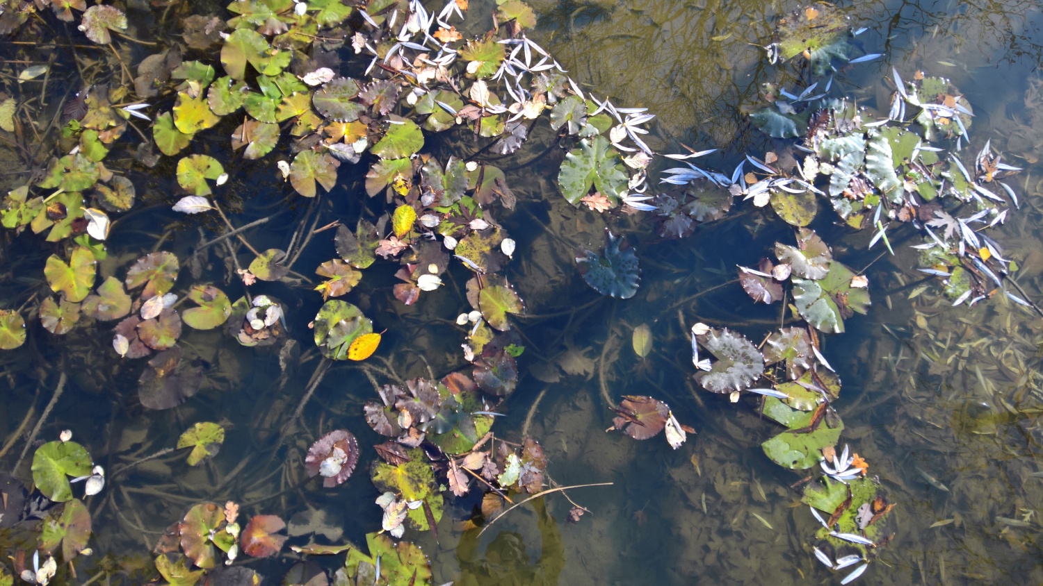 Das Teichwasser ist glasklar