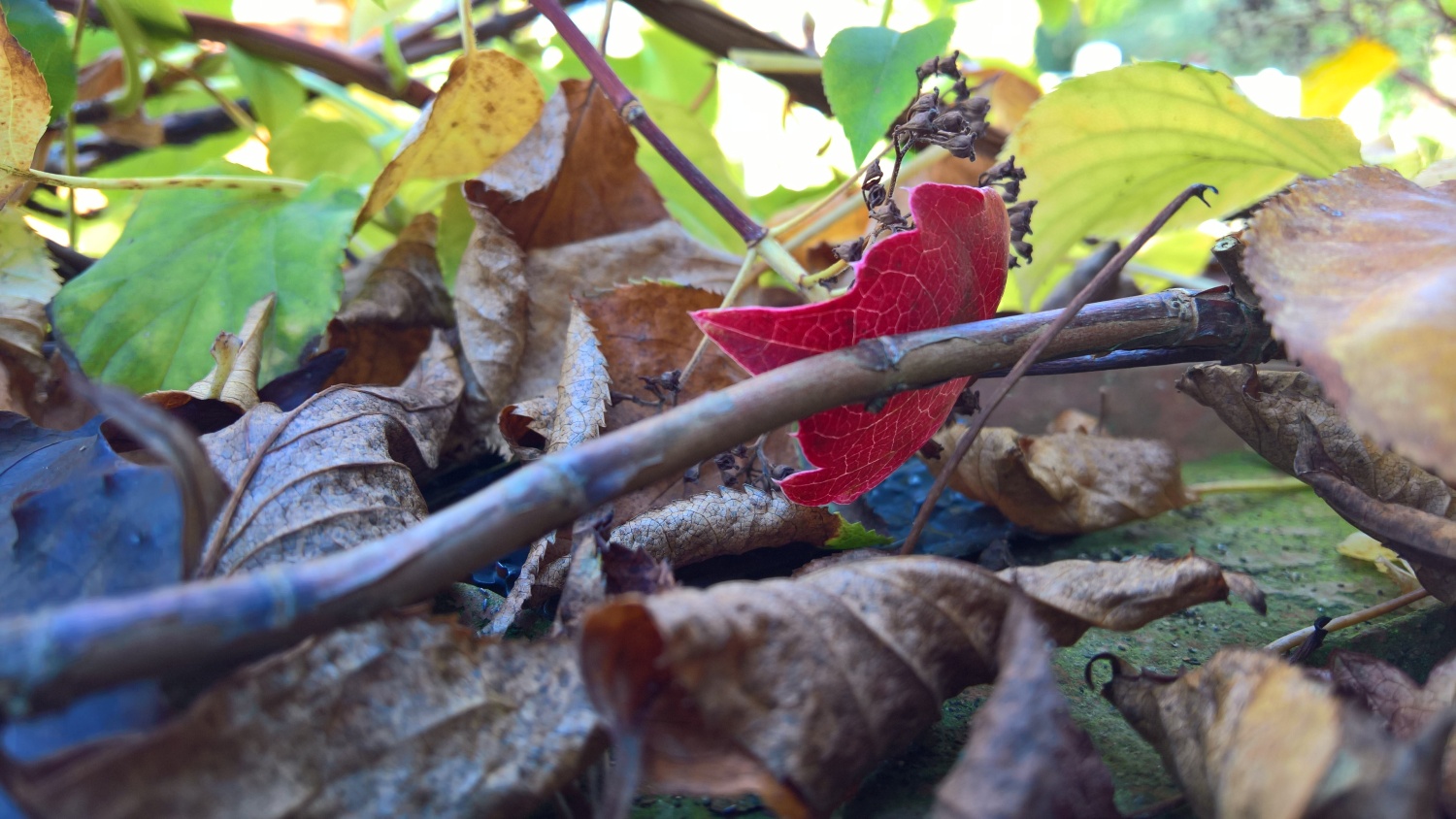 Herbststimmung im Garten von Maison Libellule
