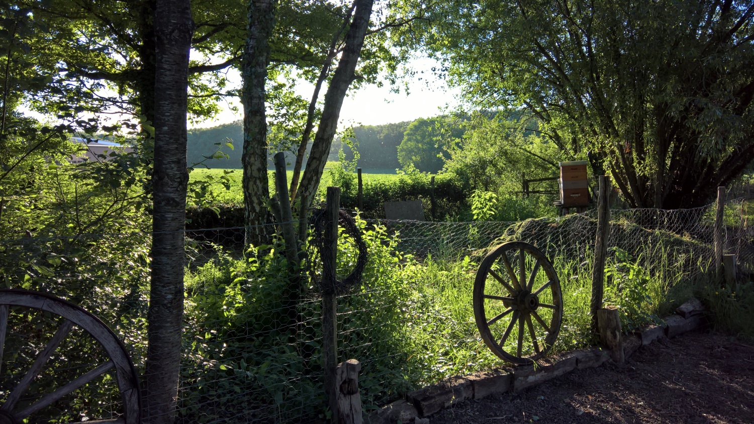 Blick ins Hühnergehege zu den Bienenstöcken