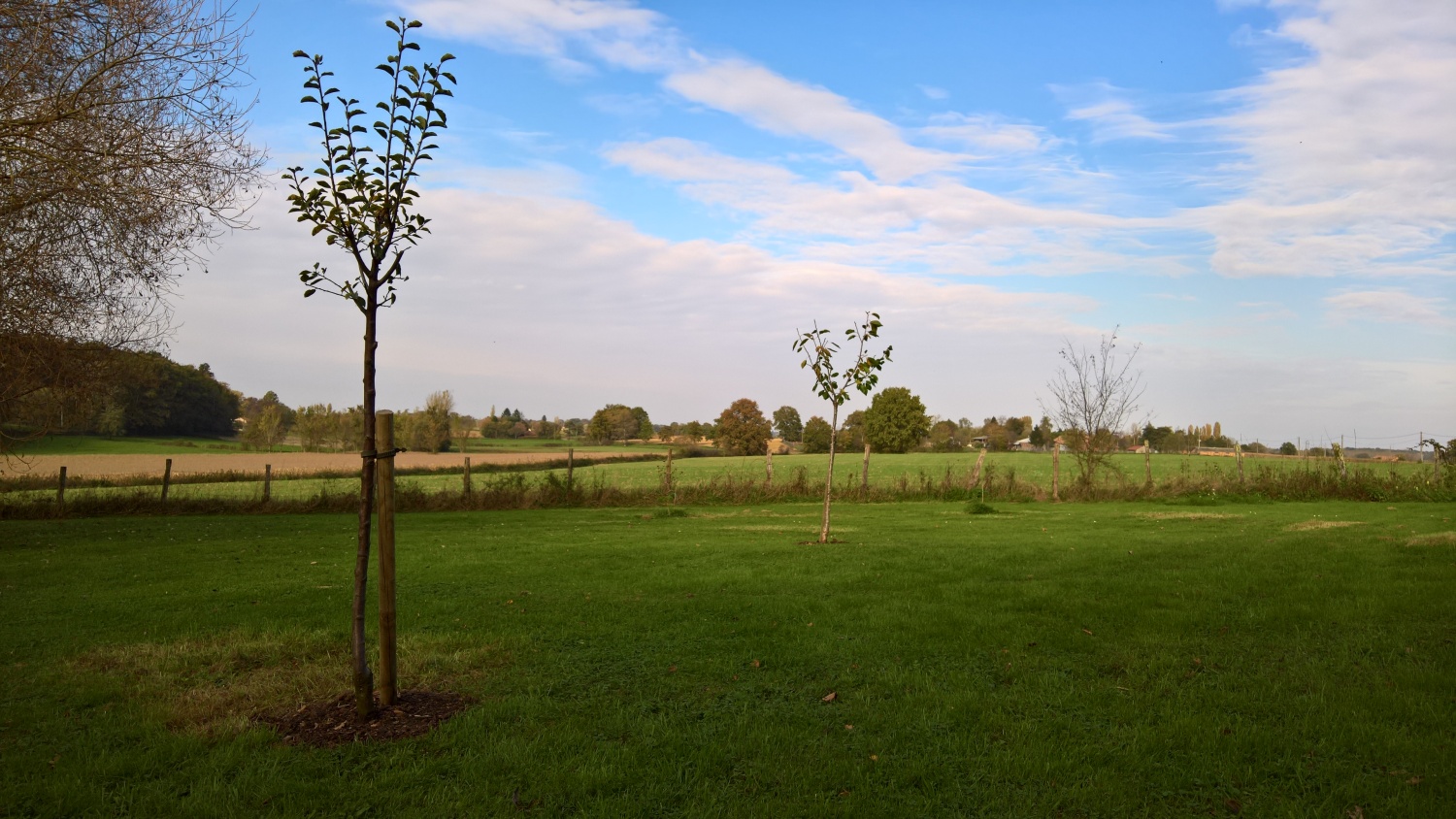 Zwei neue Obstbäume im "Schafgehege": eine Kirsche und ein Mirabellenbaum