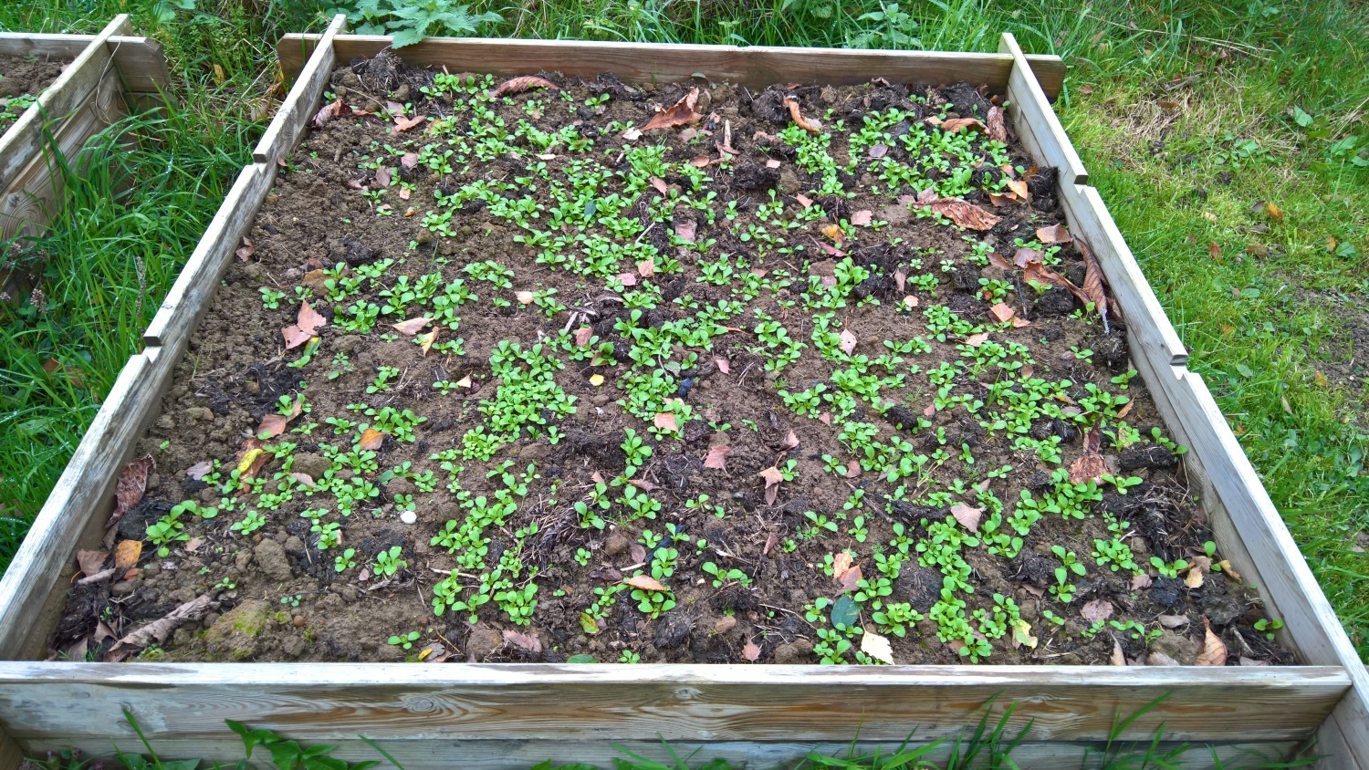 Der Feldsalat wächst in den kleinen Hochbeeten