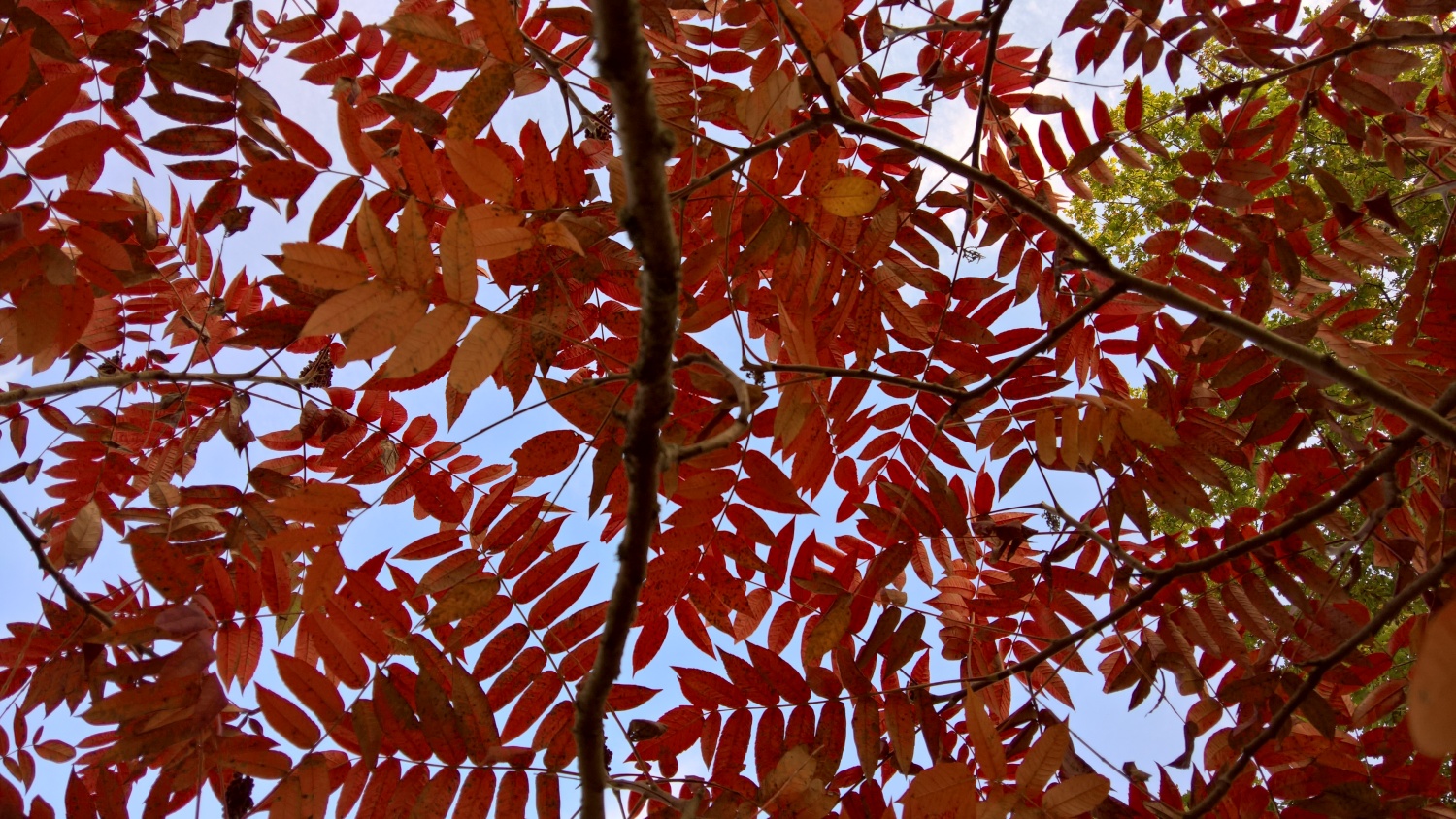 Der Essigbaum zeigt vielfältiges Rot zur gleichen Zeit