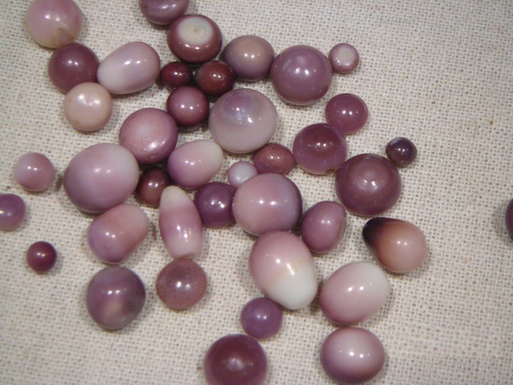 Sog. Quahog-Perlen, Naturperlen aus Nordamerika